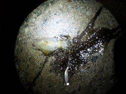 深日漁港でのエギング、現地到着後数分で1杯ゲットも・・・