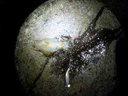 深日漁港でのエギング、現地到着後数分で1杯…