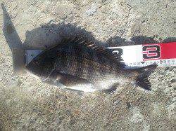 高石・泉大津エリアのテトラでフカセ。良型チヌが釣れました♪