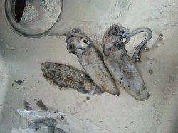 深日漁港でのエギング、現地到着後数分で1杯ゲットも・・・