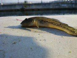 ハゼ釣りの気軽な楽しさと美味しさにハマッてしまいました