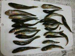 ハゼ釣りの気軽な楽しさと美味しさにハマッてしまいました