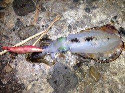 大潮の激流の中、垂水からエギングスタート