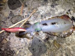 大潮の激流の中、垂水からエギングスタート