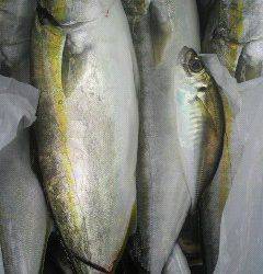 旧一文字赤灯で立派なツバス！他太刀魚も釣れています