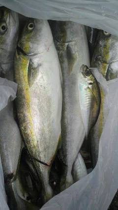 旧一文字赤灯で立派なツバス！他太刀魚も釣れ…