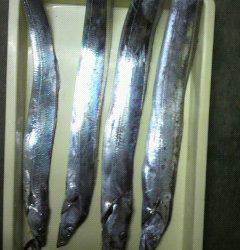 岸和田一文字　アジをエサにタチウオ〜90cmの釣果