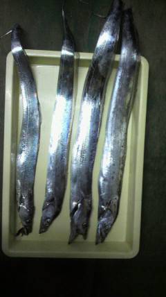 岸和田一文字　アジをエサにタチウオ〜90cmの釣果