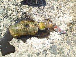 東二見人工島でエギング、2投目でＨｉｔ！