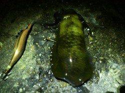 【ケンサキ&アオリ】明石港でエギング