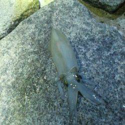 【ケンサキ&アオリ】明石港でエギング