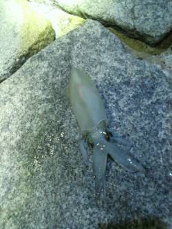 【ケンサキ&アオリ】明石港でエギン…