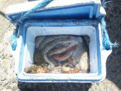 東二見人工島でエギング、2投目でＨｉｔ！