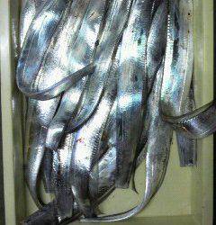 岸和田一文字　どじょうの引き釣りでタチウオ14匹