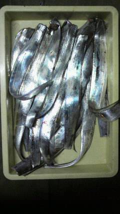 岸和田一文字　どじょうの引き釣りでタチウオ…