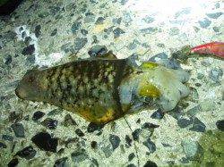 舞子でナイトエギング、時合いで一気に6ハイ！