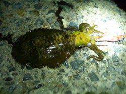 舞子でナイトエギング、時合いで一気に6ハイ！