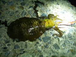 舞子でナイトエギング、時合いで一気に6ハイ…