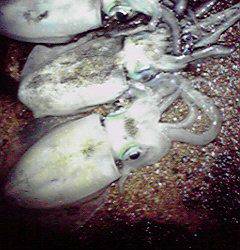 平海水浴場でエギング　サイズは安定してきた？