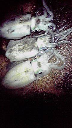 平海水浴場でエギング　サイズは安定してきた？