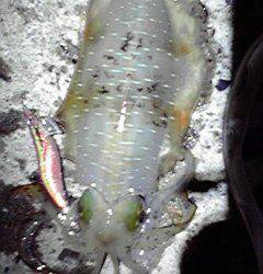 平海水浴場でエギング　サイズは安定してきた？