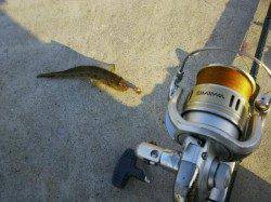 泉佐野　2時間のちょい投げ釣行でハゼ2ケタゲット