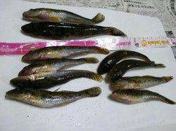 泉佐野　2時間のちょい投げ釣行でハゼ2ケタゲット