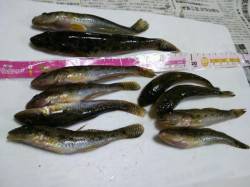 泉佐野　2時間のちょい投げ釣行でハゼ2ケタ…