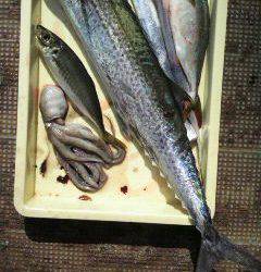 岸和田一文字　サワラ85cmの釣果も☆
