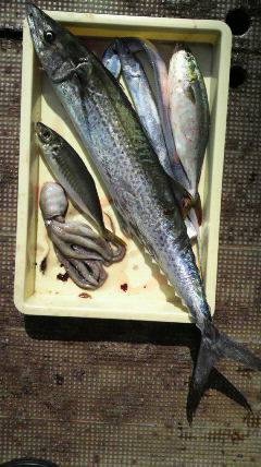 岸和田一文字　サワラ85cmの釣果も☆