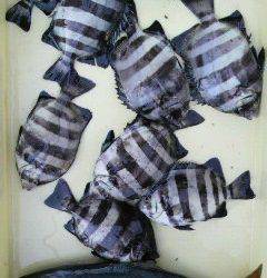 沖一文字1番、石ゴカイでサンバソウ大漁★