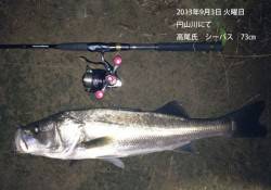 円山川のシーバス釣果