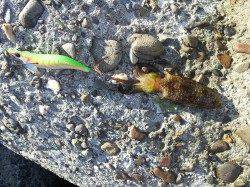 小島　大量のゴミの中アピール系のエギにアオリイカヒット