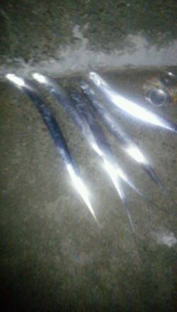 西宮でタチウオワインド、棚は着水後5～10…