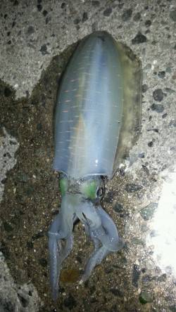 アジュール舞子でエギング、トンカツ~トンカ…