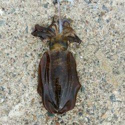 養老でエギング、アオリとコウイカの釣果