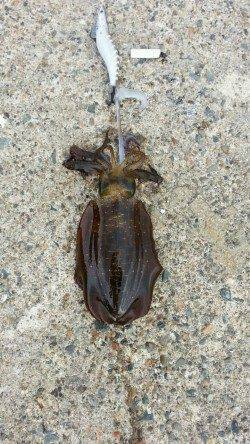 養老でエギング、アオリとコウイカの釣果