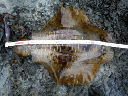 居組港　夕方の時合い狙いでエギング釣行☆