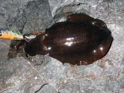 新温泉エリアの地磯でエギング　秋アオリの釣果