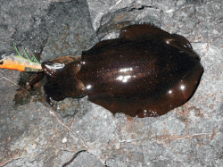新温泉エリアの地磯でエギング　秋アオリの釣…