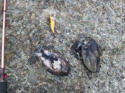 小島　連日釣行のエギングでアオリイカ新子　コウイカの姿も