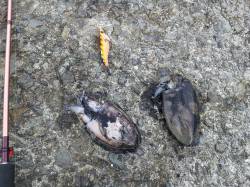 小島　連日釣行のエギングでアオリイカ新子　…