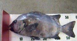 堺地磯ウノ島　良型イシダイの釣果