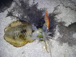 紀北ランガンエギング　田ノ浦漁港でアタリあ…