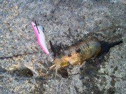 小島　大量のゴミの中アピール系のエギにアオリイカヒット