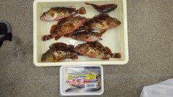 堺漁港にて16時頃から良型のガシラがヒット