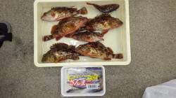 堺漁港にて16時頃から良型のガシラがヒット…