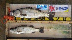 少しサイズアップ！白浜地磯のヒラスズキ釣果