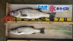 少しサイズアップ！白浜地磯のヒラスズキ釣果…