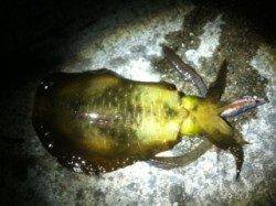 垂水漁港でエギング、時合いから7杯連続ヒット